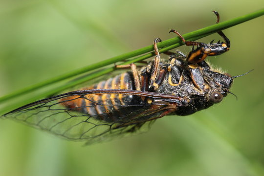 Bergzikade (Cicadetta montana)