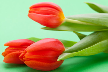 Fototapeta premium Schöne frische rote Tulpen als Blumenstrauß zu ostern und Vale