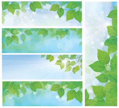 Vector nature banners, branch of birch tree with green leaves on