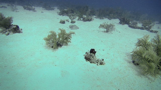 Exploration Underwater in San Andres Colombia