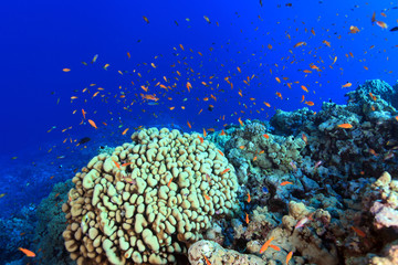 Naklejka na ściany i meble Rafa koralowa i kolorowe ryby w morzu czerwonym