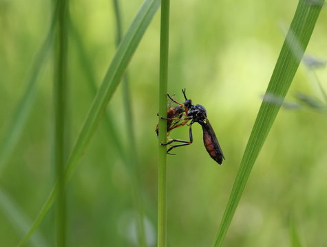 H&ouml;ckerhabichtsfliege (Dioctria rufipes) mit Beute