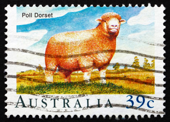 Fototapeta premium Postage stamp Australia 1989 Poll Dorset Sheep