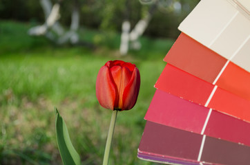 red tulip compared with color card palette
