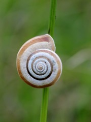 Westliche Heideschnecke am Dörnberg