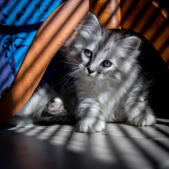 Chaton Tigré