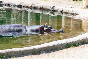 Hippopotamus in a pool at zoo close up
