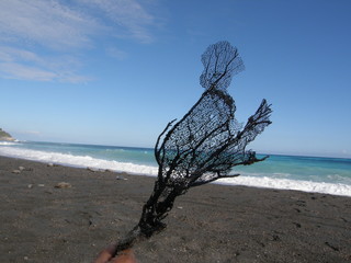 un corallo vero © helga1973