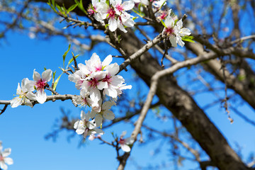 Almond tree