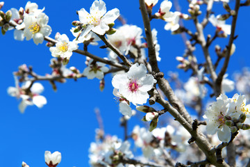 Obraz premium Almond tree