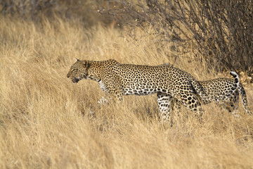 Leopard patrolling with cub