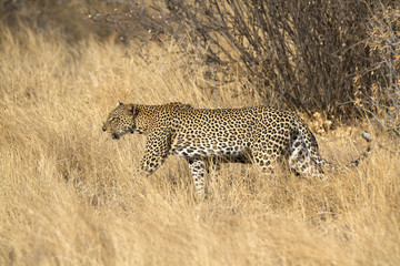 Leopard on patroll
