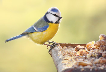 The Blue Tit on a bird table.