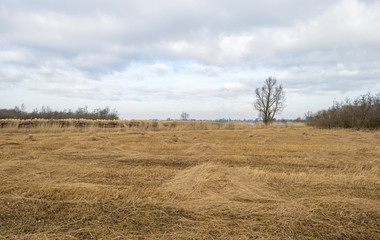 Reed bed with trees in winter