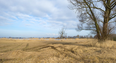 Reed bed with trees in winter