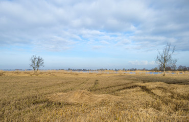 Obraz premium Reed bed with trees in winter