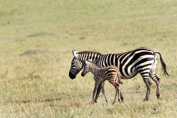 A beautiful baby zebra in mothers protection