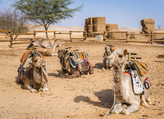 Fototapeta premium A group of camels
