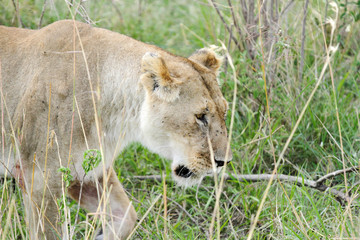 Fototapeta premium A beautiful portrait of lioness