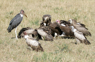 A Marabou Stork and a Wake of vultures