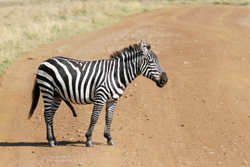 Fototapeta na wymiar Piękna Zebra stojących na środku drogi