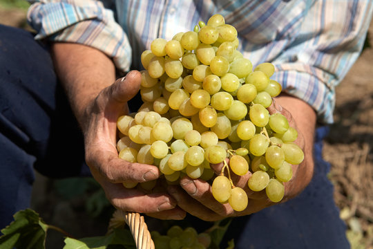 Bunch of white wine grapes in the hands of the winemaker