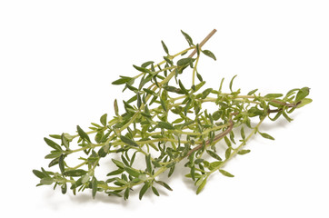 Thymian