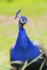 Indian peacock