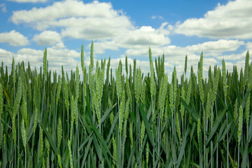 Green wheat field
