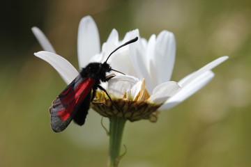 Thymian-Widderchen auf Margerite