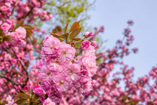 pink blossomed sakura flowers