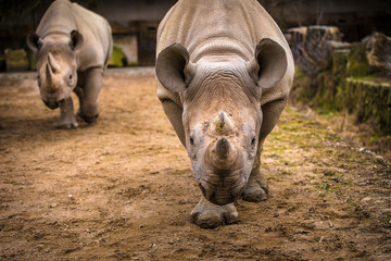 rhinoceros © jurra8