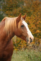 Obraz premium Portret Palomino percheron jesienią