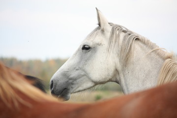 White horse at the pasture