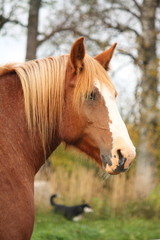 Obraz premium Palomino percheron portrait in autumn