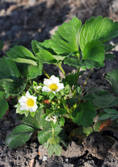 Two strawberry flowers on the stem