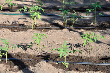 watering young tomato plant in open soil