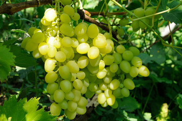 Growing branch of green grape in sunlight