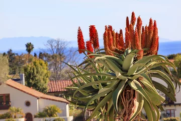 Papier Peint photo Parc naturel Giant Tree Aloe Barberae Mission Santa Barbara California