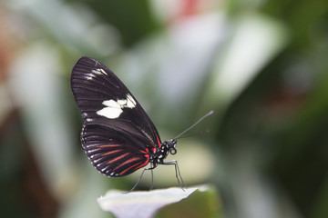 Fototapeta na wymiar Butterfly on a leaf.