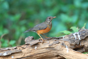 Black-breasted Thrush (Turdus dissimilis) in Thailand