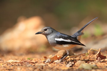 Obraz premium Oriental Magpie-Robin (Copsychus saularis ) in North Thailand