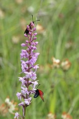 Sechsfleckwidderchen und Thymianwidderchen auf Mücken-Händelwurz