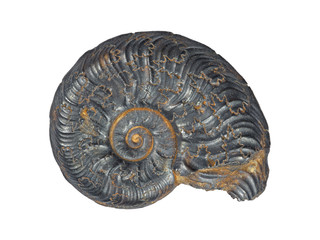 Fossil Ammonit Schwarzjura