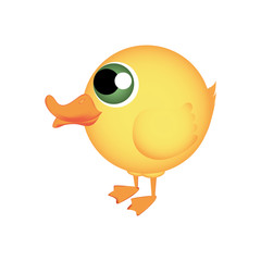 duck