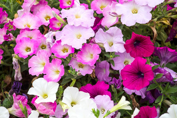 Colorful petunia flowers