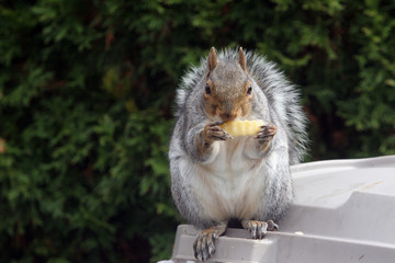 Squirrel © paolanogueras