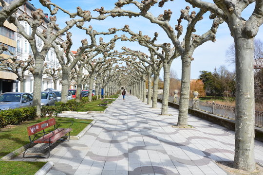 Arboleda del Paseo del Espolon de Burgos