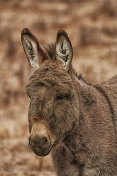 Portrait of a Donkey on a Farm