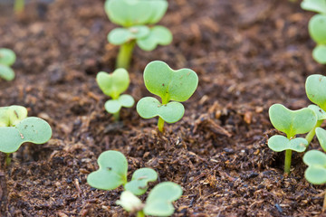 Seedlings grown in plastic tray